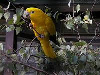 Golden Parakeet - Guarouba guarouba