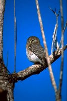 Cuban Pygmy-Owl - Glaucidium siju