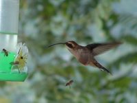 Dusky-throated Hermit - Phaethornis squalidus