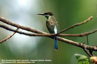 Blue-throated Bee-eater - Merops viridis