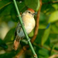 Silvery-cheeked Antshrike - Sakesphorus cristatus