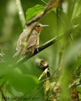 Dusky Antbird - Cercomacra tyrannina