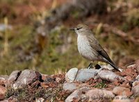 Puna Ground-Tyrant - Muscisaxicola juninensis