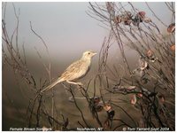 Brown Songlark - Cincloramphus cruralis