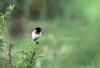 African Stonechat - Saxicola torquata