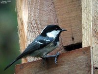 Coal Tit - Periparus ater