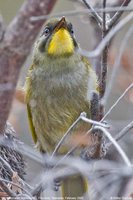 Yellow-throated Honeyeater - Lichenostomus flavicollis