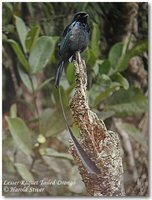 Lesser Racket-tailed Drongo - Dicrurus remifer