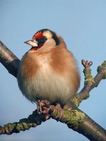 European Goldfinch - Carduelis carduelis