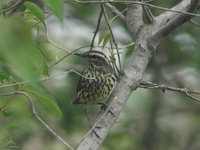 Northern Waterthrush - Seiurus noveboracensis