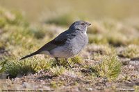 White-throated Sierra-Finch - Phrygilus erythronotus