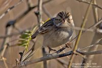 Brewer's Sparrow - Spizella breweri