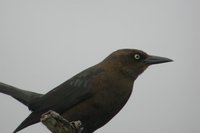 Great-tailed Grackle - Quiscalus mexicanus