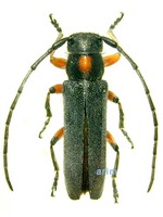 국화하늘소 - Phytoecia rufiventris