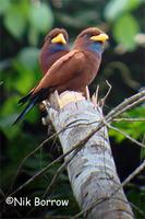 Blue-throated Roller