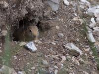 photo - long-tailed ground squirrel