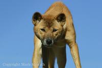 New Guinea Singing Dog, Canis lupus hallstromi