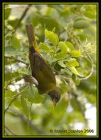 Guira-Tanager.jpg