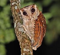 ...r, and many of the exciting species can be found in this exciting habitat. The Oriental Bay Owl 