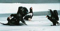 Steller's               Eagle discussing whose turn to eat next.