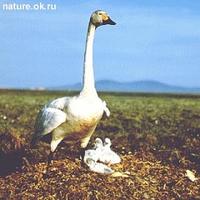 Whooper swan, Cygnus cygnus