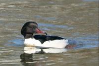 Morcak velky (Mergus merganser)