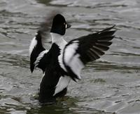 Common Goldeneye (Bucephala clangula)