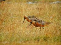 Bar-tailed Godwit (Limosa lapponica)