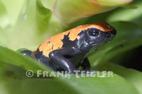 : Adelphobates galactonotus; Splash-backed Poison Frog