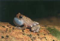 : Anodonthyla boulengerii