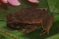 : Bufo haematiticus; Litter Toad