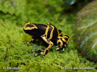 : Dendrobates leucomelas; Yellow-headed Poison Frog