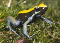 : Mantella expectata; Blue-legged Mantella