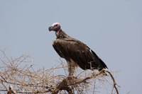 : Aegypius tracheliotus; Lappet Faced Vulture