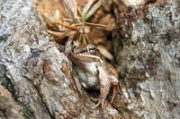 : Rana sylvatica; Wood Frog