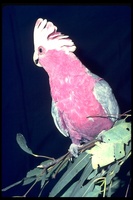 : Eolophus roseicapillus; Galah