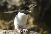 : Eudyptes chrysocome; Rockhopper Penguin