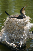 : Phalacrocorax africanus; African Cormorant