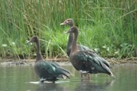 : Plectropterus gambensis; Spurwinged Goose