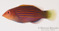 : Pseudocheilinus hexataenia