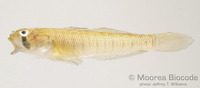 : Stenogobius genivittatus
