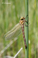 : Aeshna grandis; Brown Hawker