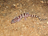 : Coleonyx variegatus abbotti; San Diego Banded Gecko