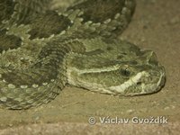 : Crotalus viridis