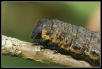 : Cucullia umbratica