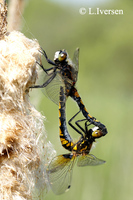 : Leucorrhinia pectoralis; Large White-faced Darter