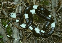 : Lycodon subcinctus; Wolf Snake