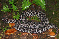 : Sistrurus miliarius barbouri; Dusky Pygmy Rattlesnake