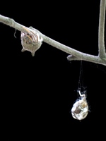 : Mastophora sp.; Spider