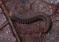 : Rhiscosomides sp.; Rhiscosomidid Millipede